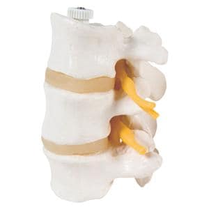 3 Lumbar Vertebrae Anatomical Model Ea