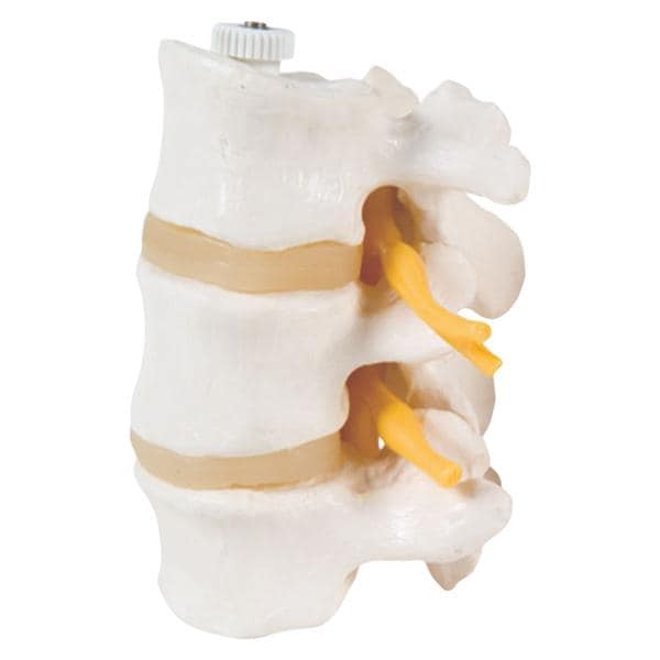 3 Lumbar Vertebrae Anatomical Model Ea