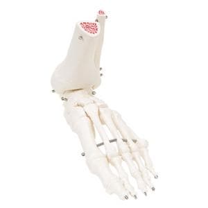 3B Scientific Foot & Ankle Anatomical Model Ea