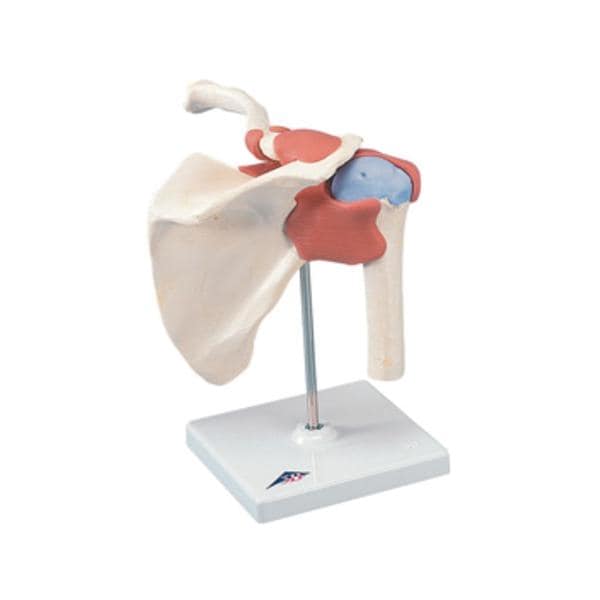 Shoulder Joint Functional Model Ea