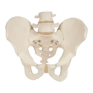 3B Scientific Pelvis Anatomical Male Model Ea