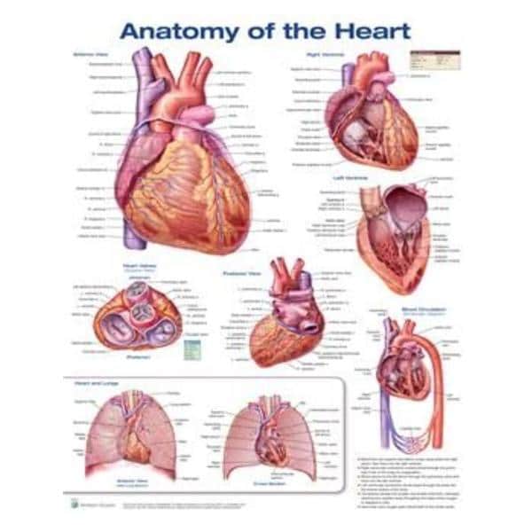 Anatomy of The Heart 20x26" Anatomical Chart Ea