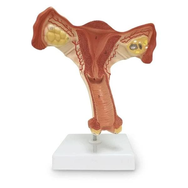 Internal Reproductive Organ Anatomical Female Model Ea