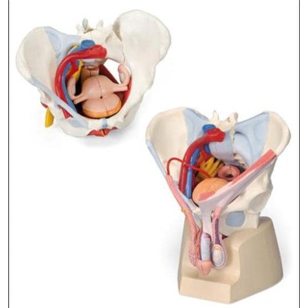 Pelvis Human Anatomy Set Ea