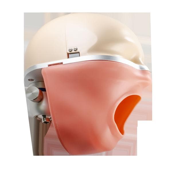 Acadental Manikin Model Ea