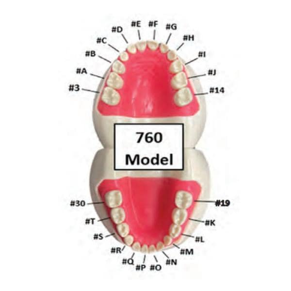 Ivorine #P 760 Series Peds Typodonts Replacement Pedo Unisex Tooth Ea