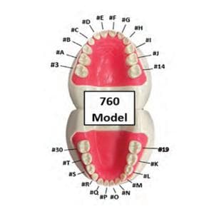 Ivorine #R 760 Series Peds Typodonts Replacement Pedo Unisex Tooth Ea