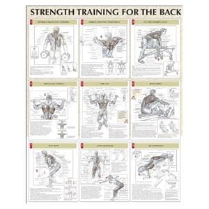 Strength Training for the Back 24x31" Instructional Poster Ea