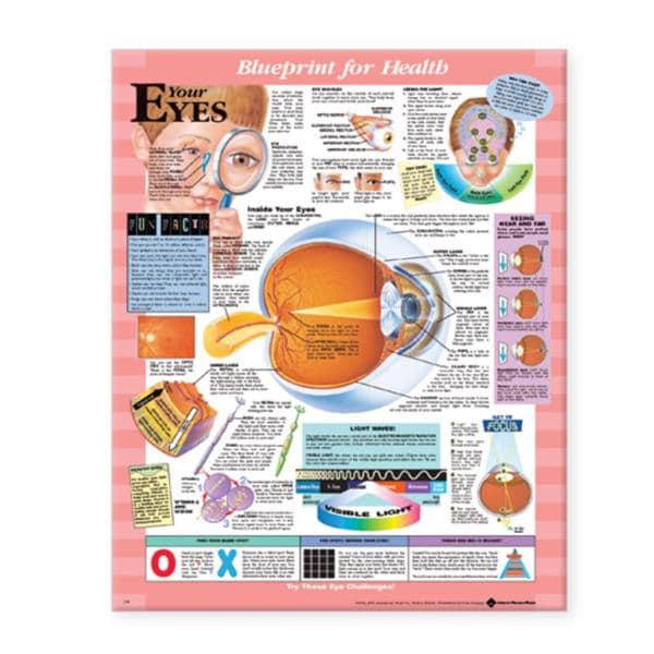 Blueprint for Health Your Eyes 20x26" Anatomical Chart EA