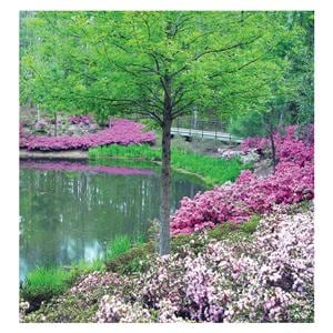 CeilingScenes Acoustic Tile Spring Scene 2-Tiles Vertical 24 in x 48 in Ea