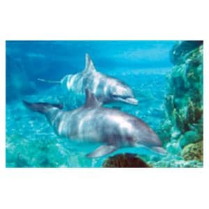 CeilingScenes Acoustic Tile Dolphins 2-Tiles Horizontal 48 in x 24 in Ea