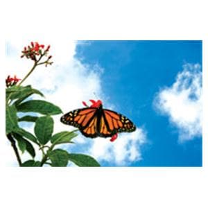 CeilingScenes Light Lens Monarch Sky 1-Tile Horizontal 48 in x 24 in Ea