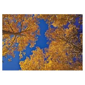 CeilingScenes Light Lens Tree UpView 1-Tile Vertical 48 in x 24 in Ea