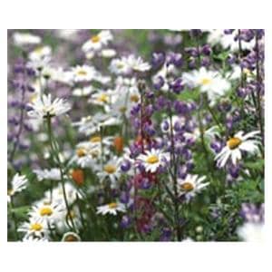 CeilingScenes Acoustic Tile Daisies in Field 2-Tiles Vertical 24 in x 24 in Ea
