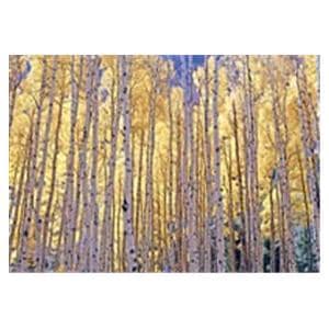 CeilingScenes Acoustic Tile Birch Tree Fall 2-Tiles Horizontal 48 in x 24 in Ea