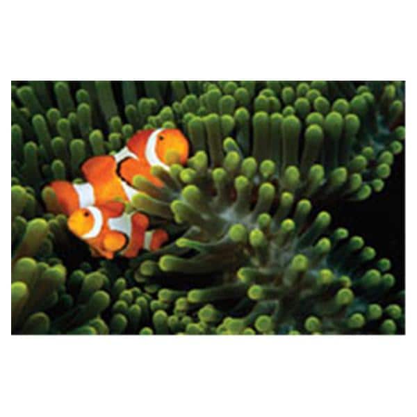 CeilingScenes Acoustic Tile Clown Fish 2-Tiles Horizontal 24 in x 24 in Ea