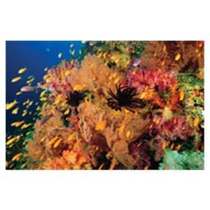 CeilingScenes Acoustic Tile Anties Fish 2-Tiles Horizontal 24 in x 24 in Ea