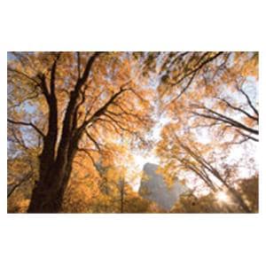 CeilingScenes Light Lens Black Oaks 4-Tiles Square 24 in x 24 in Ea