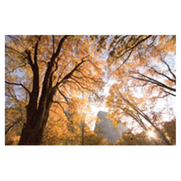 CeilingScenes Light Lens Black Oaks 4-Tiles Square 24 in x 24 in Ea