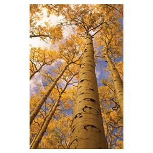 CeilingScenes Light Lens Aspen Trees 4-Tiles Square 24 in x 24 in Ea