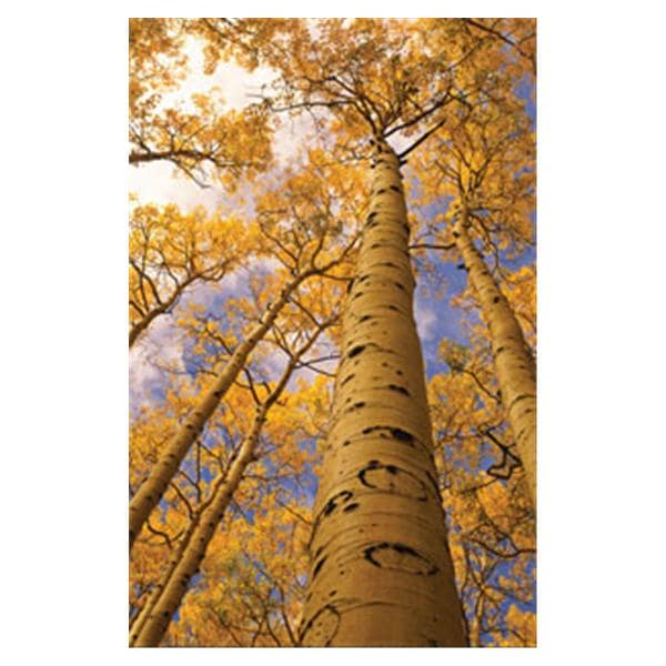 CeilingScenes Light Lens Aspen Trees 4-Tiles Square 24 in x 24 in Ea