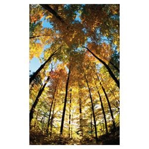 CeilingScenes Light Lens Sugar Maple 2-Tiles Horizontal 48 in x 24 in Ea
