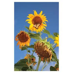 CeilingScenes Light Lens Butterfly 1-Tile Square 24 in x 24 in Ea