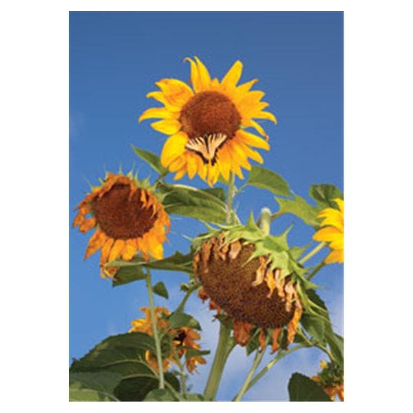 CeilingScenes Acoustic Tile Butterfly 1-Tile Square 24 in x 24 in Ea