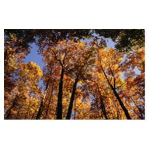 CeilingScenes Light Lens Canopy 2-Tiles Horizontal 48 in x 24 in Ea