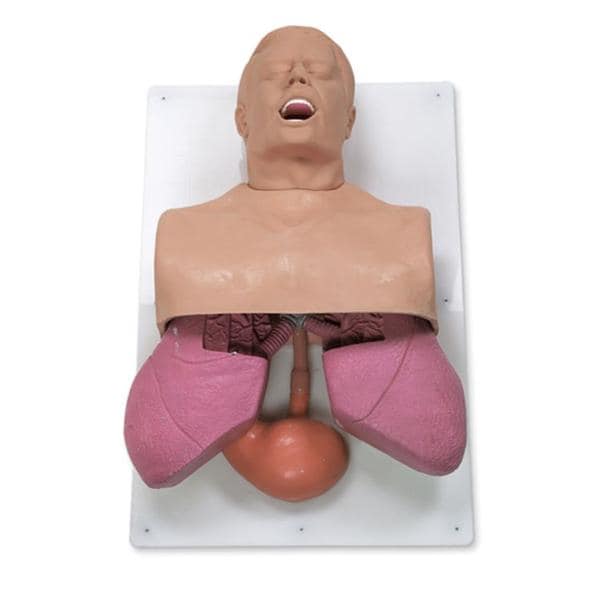 Simulaids Airway Management Adult/Infant Trainer Ea