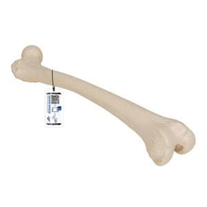 3B Scientific Femur Bone Model Ea