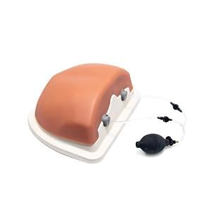 3B Scientific Thoracic Spinal Column Spinal Injection Trainer Ea