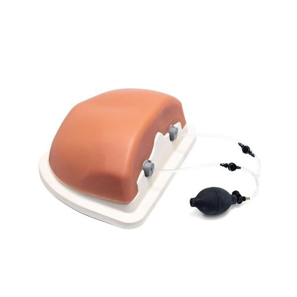 3B Scientific Thoracic Spinal Column Spinal Injection Trainer Ea