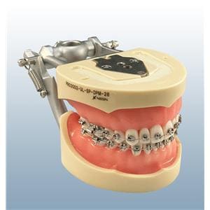 Teeth/Soft Tissue Model Unisex Typodont Ea