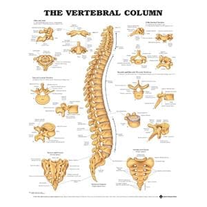 Vertebral Column 20x26" Anatomical Chart Ea