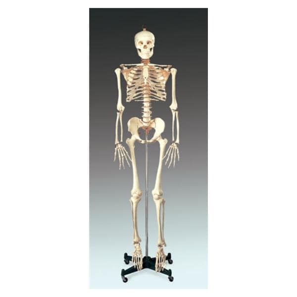 Budget Bucky Anatomical Adult Model EA