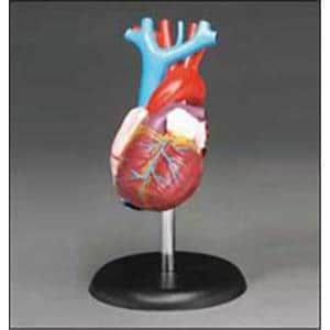 Budget Heart Demonstration Model Ea
