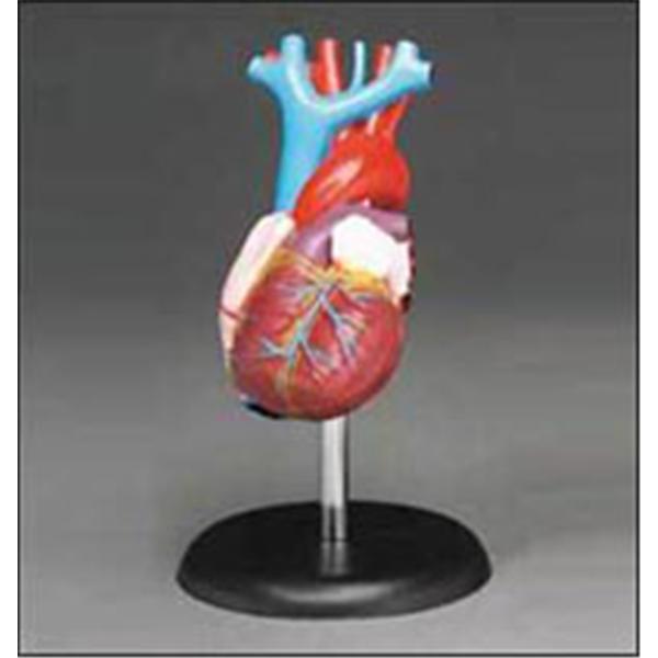 Budget Heart Demonstration Model Ea